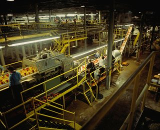 Photo of a vegetable processing plant